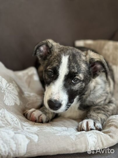 Малыш Оскар ищет любящий дом