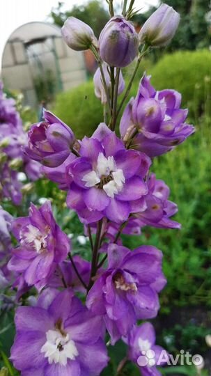 Новозеландский дельфиниум