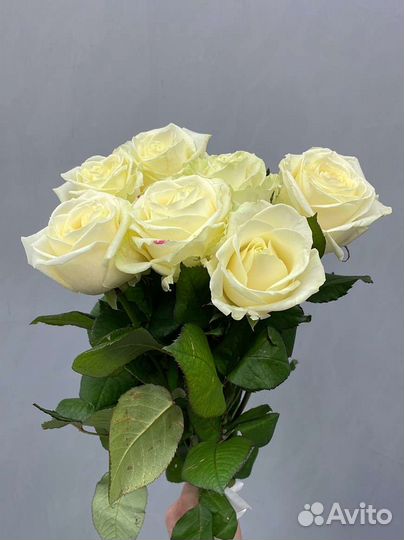 Роза белая букет цветов доставка Некрасовка рядом