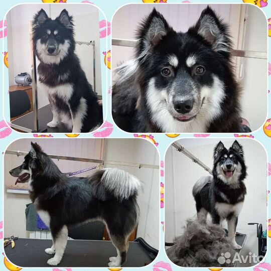 Грумер. Груминг стрижка собак и кошек