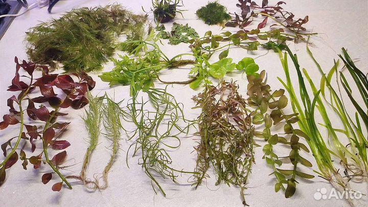 Аквариумные растения