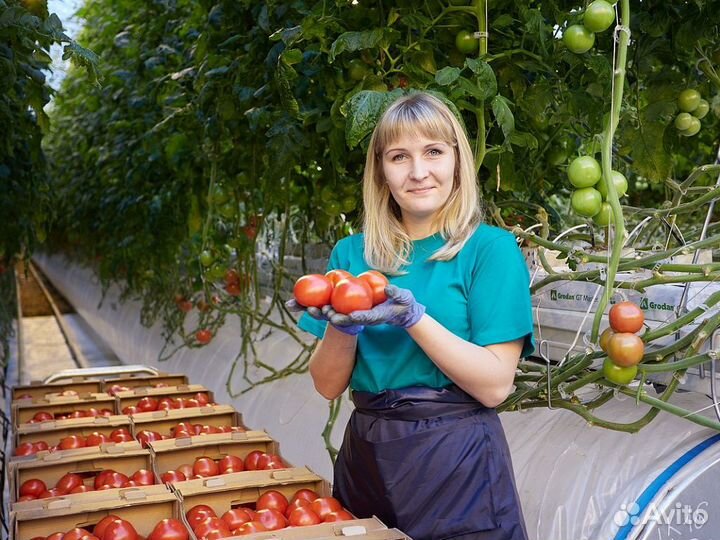 Упаковщик огурцов / Вахта г.Бобров