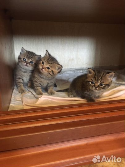 Британские котята