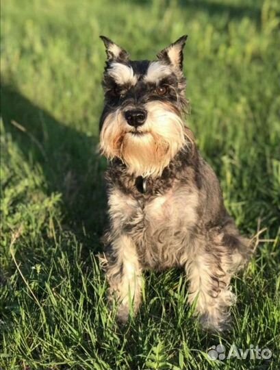 Передержка собак. Профессиональная