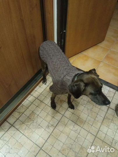 Свитер для собак. Ручная работа