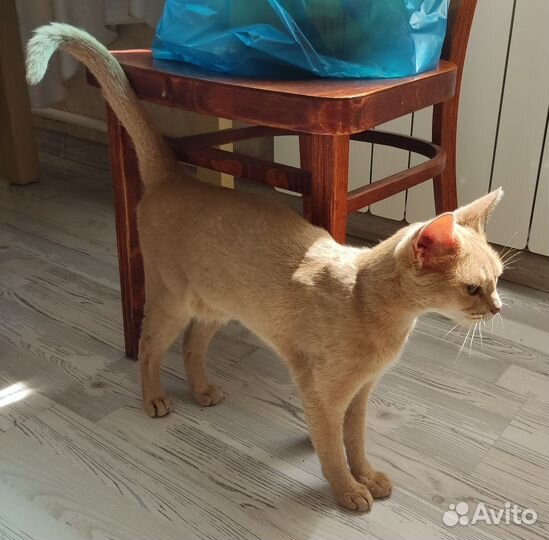 Котик ищет дом