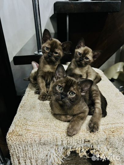 Бурманские котята