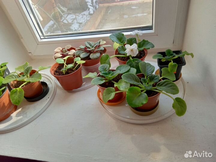 Комнатные цветы