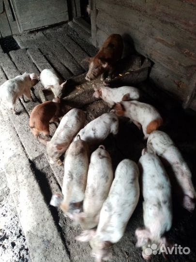 Продам поросят