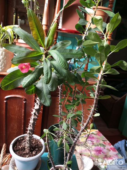 Молочай миля крупноцветковый. Алое лечебное