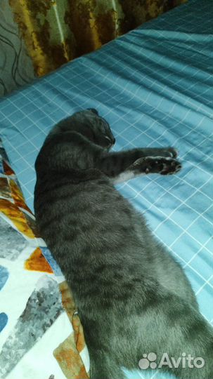 Отдам кота. Найден на улице