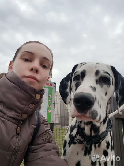 Выгул - зооняня - передержка 