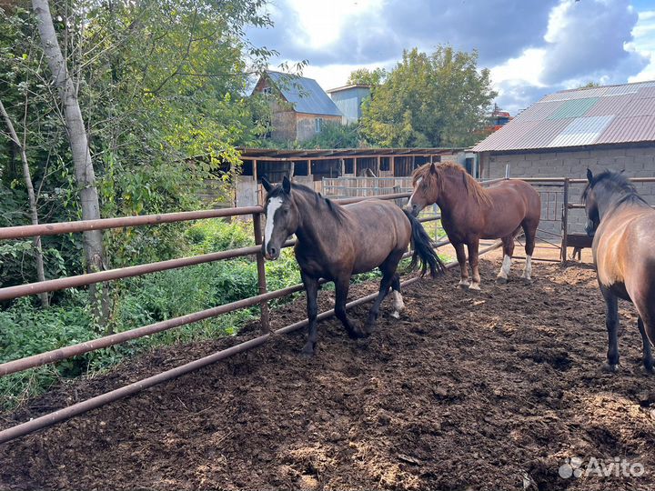 Продам лошадей