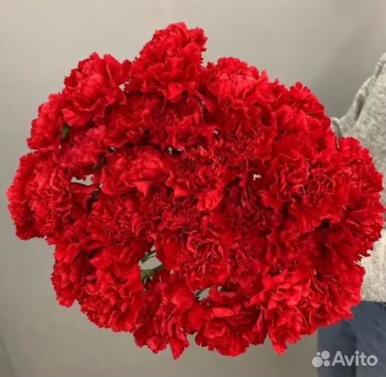 Гвоздика красная