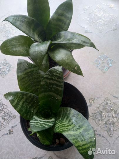 Домашние цветы