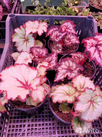 Бегонии декоративно лиственные