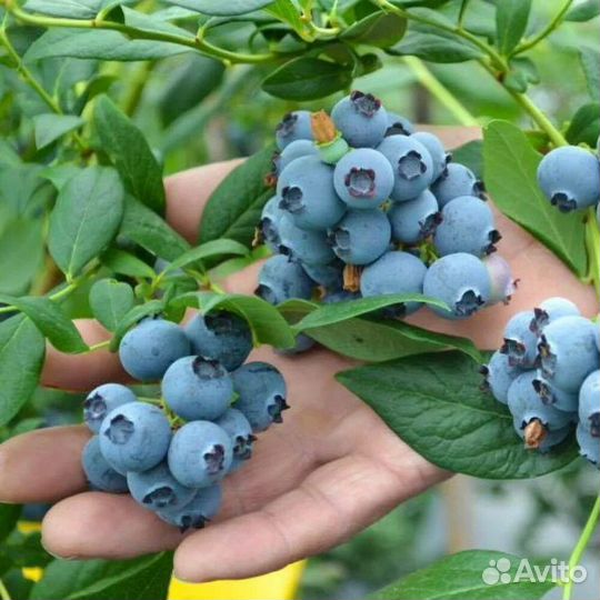 Голубика, разные сорта