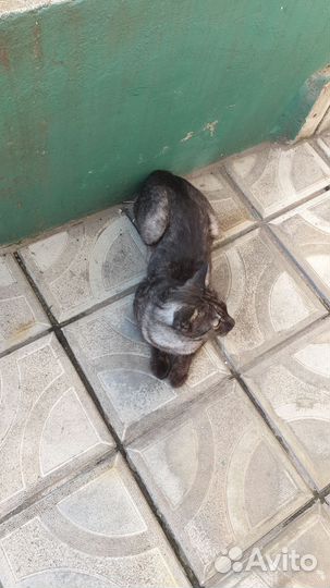 Котик в дар