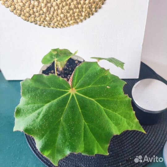 Бегония воротничковая Криспа