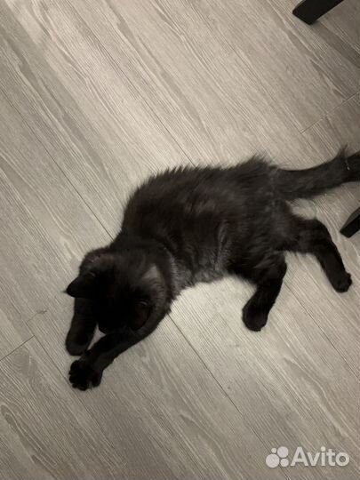 Мейн-кун в добрые руки