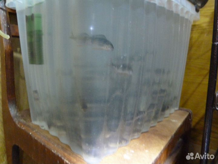 На щуку,судака,налима