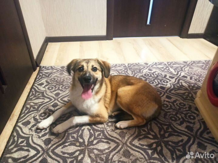 Собака в добрые руки молодая