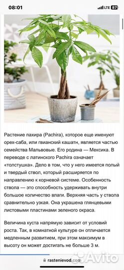 Большое комнатное дерево Пахира