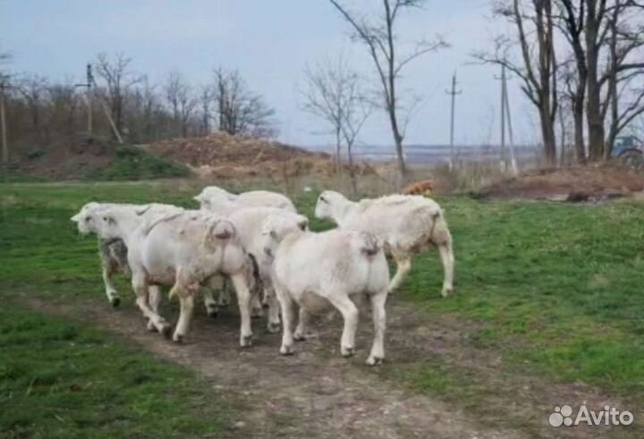 Дорпер, ярки, барашки