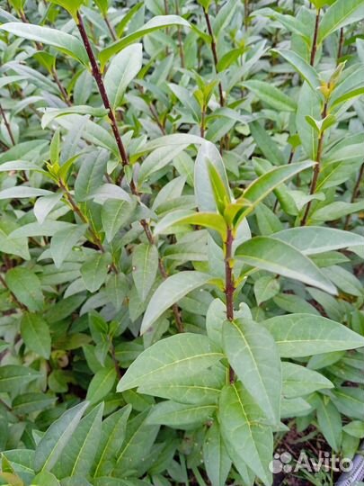 Саженцы бирючины Живая изгородь