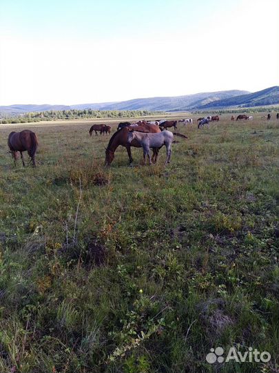 Лошадь кобыла 4 года,с жеребенком 6 месяцев