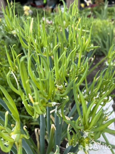 Многоярусный лук