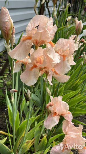 Ирисы бородатые сортовые