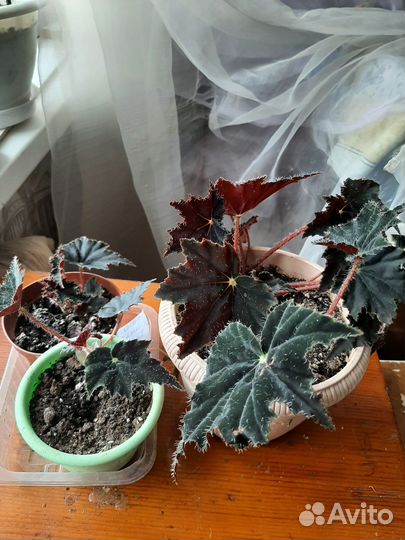 Бегония сортовая, черенки бегонии