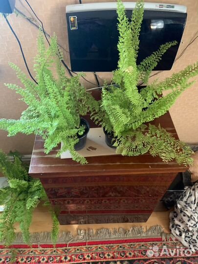 Папоротник нефролепис и алоэ