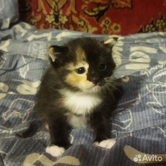 Котята в добрые руки бесплатно мальчик