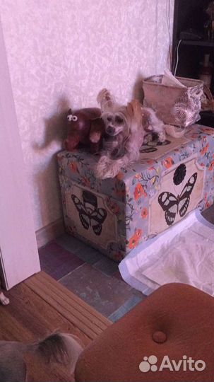 Передержка собак на сутки