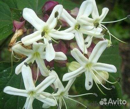 Семена псевдоэрантемума Алатум и других экзотов