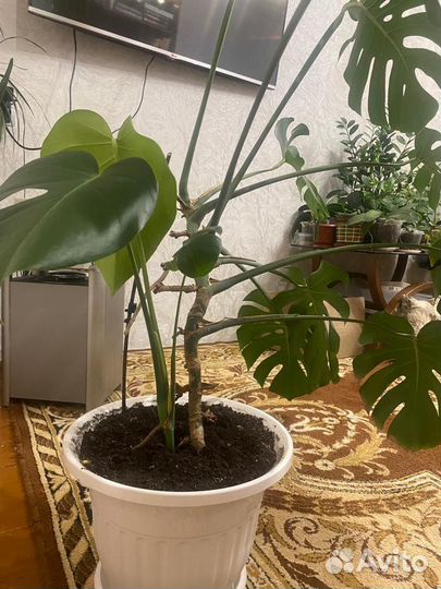 Продам цветы комнатные