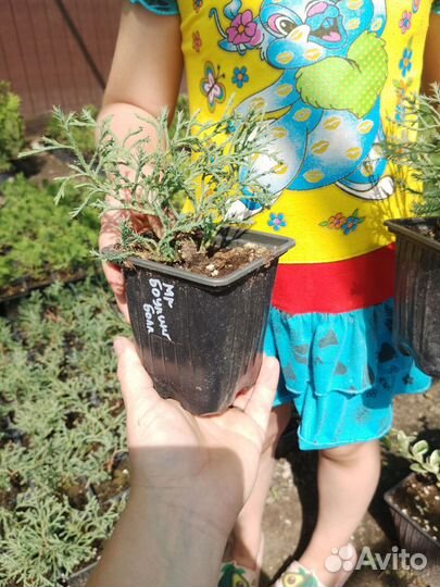 Хвойные для доращивания