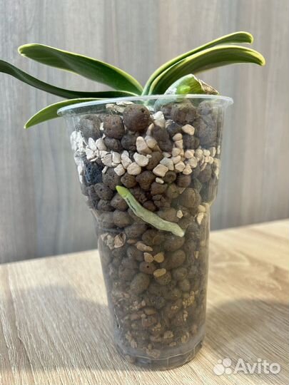 Орхидея фаленопсис вариегатная Сого Вивьен