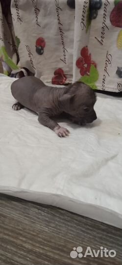 Щенки ксолоитцкуинтли