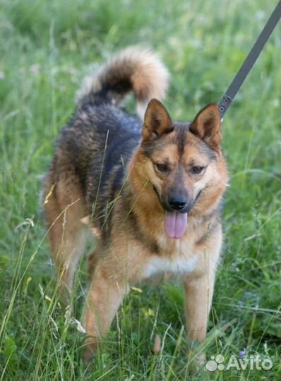 Ласковый Вальд в добрые руки