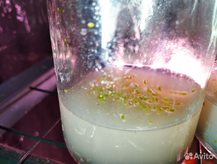 Семена Орхидеи