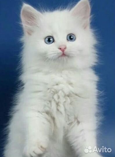 Белые сибиряки