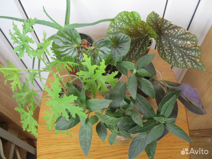 Комнатные цветы