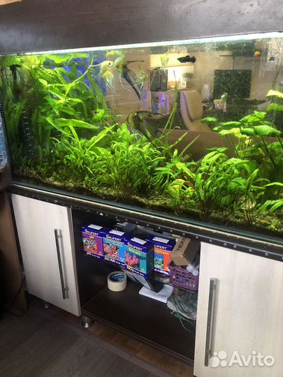 Аквариум 270л