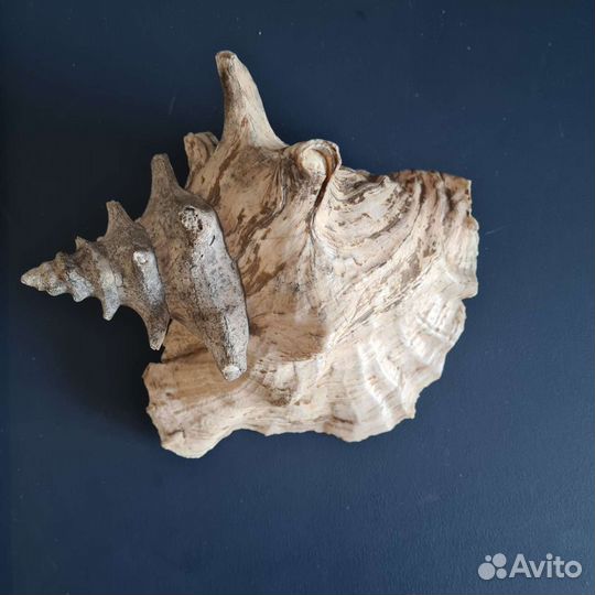 Декор ракушка