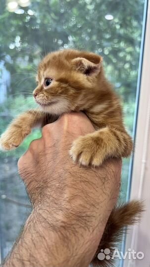 Шотландские котята