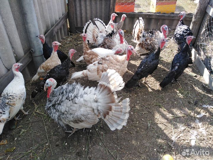 Индейки породистые, Ливенские ситцевые петушки