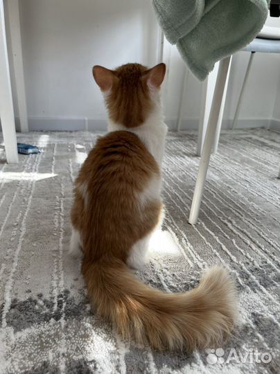 Чудо кот